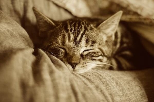 Chat